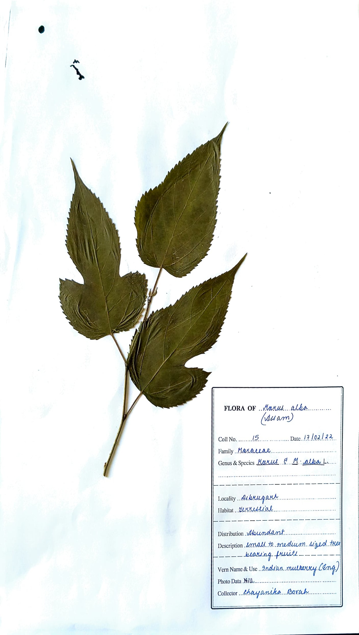 Nooni (Ass.) (Herbarium)